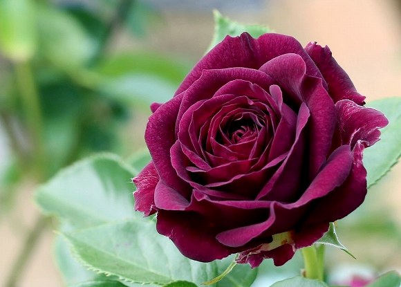 オトナの味わいを楽しませてくれるワインレッド色が魅惑的な薔薇、エブタイド | 花と実と魔女と - 楽天ブログ